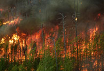 VEDA EN INCENDIOS FORESTALES