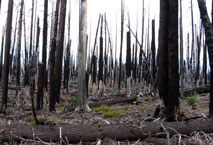 PROPUESTA PVEM INCENDIOS